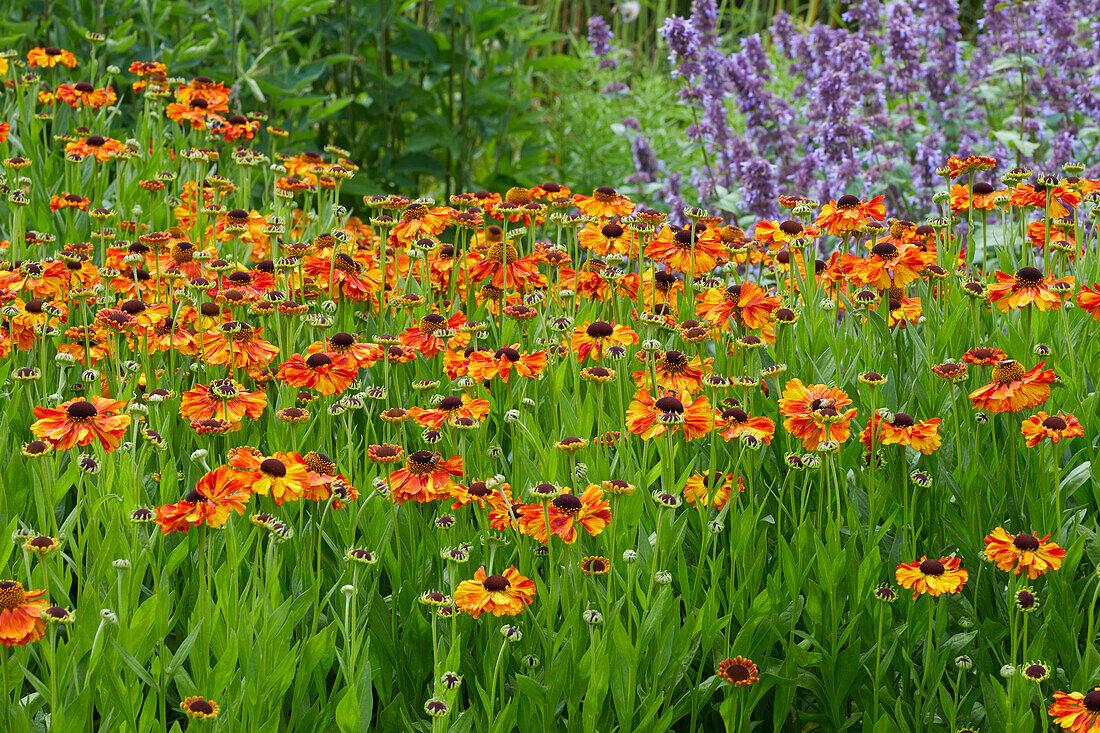 Helenium