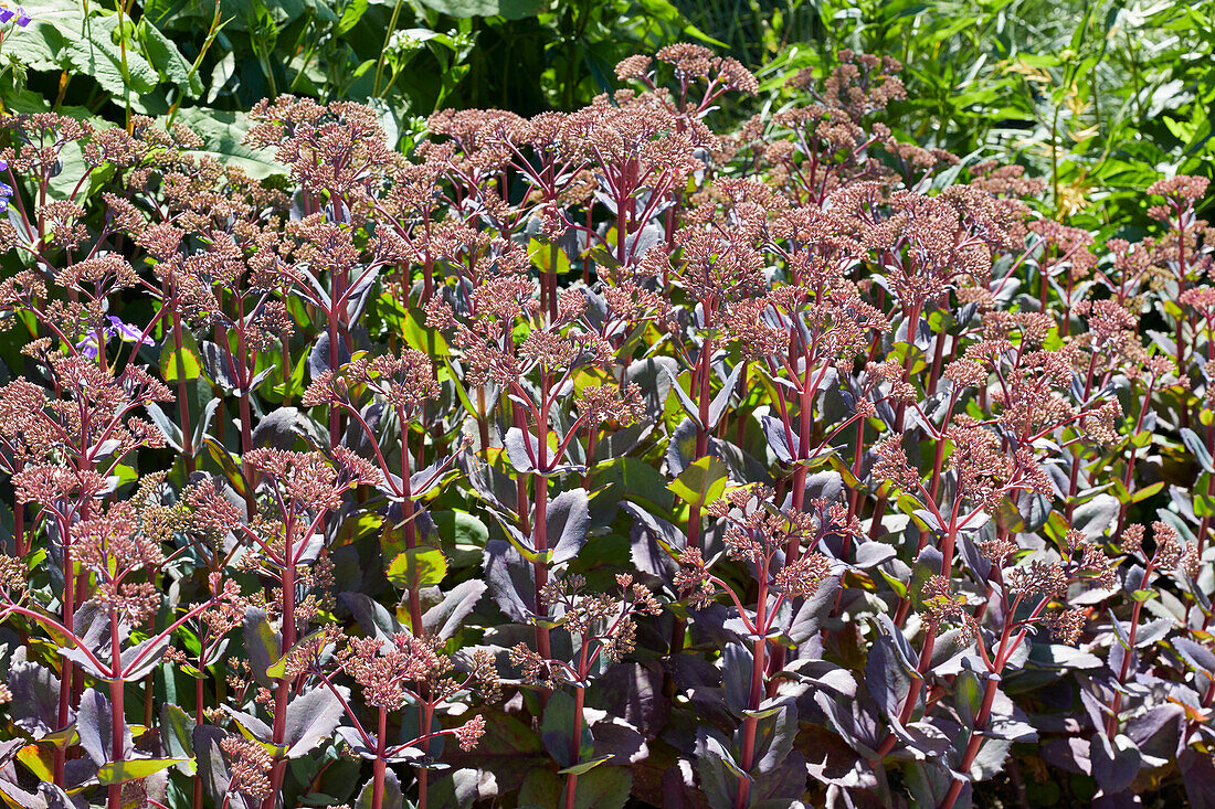 Mauerpfeffer (Sedum)