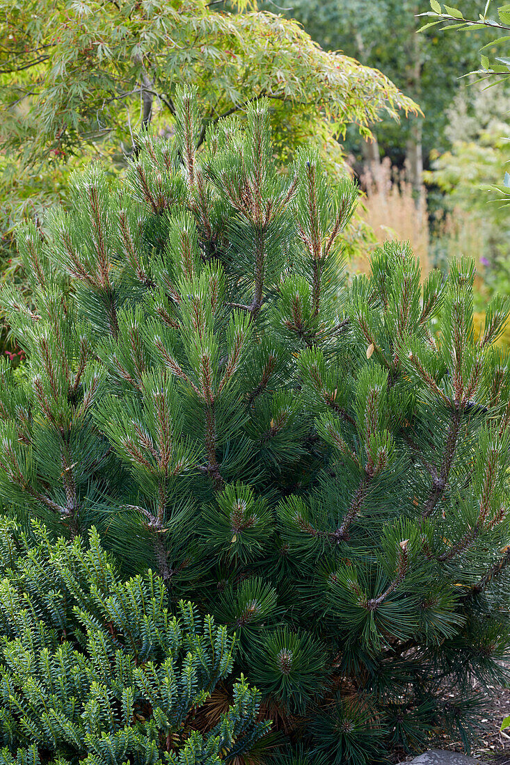 Pinus