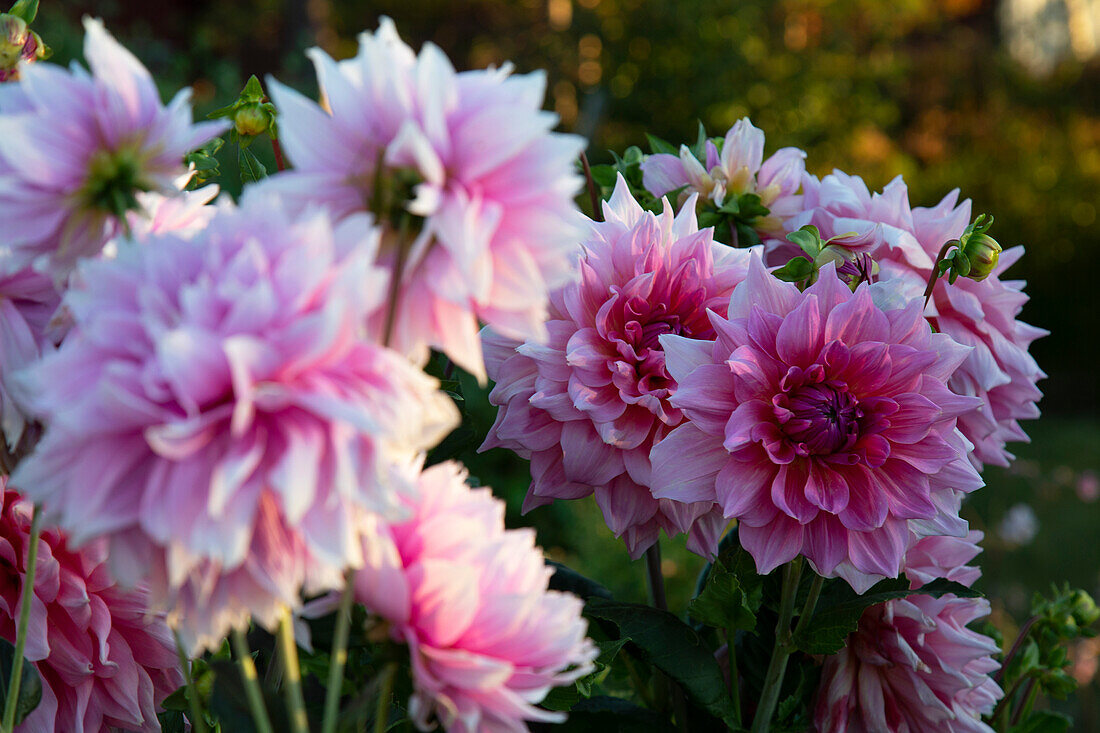 Close-up of pink garden flowers