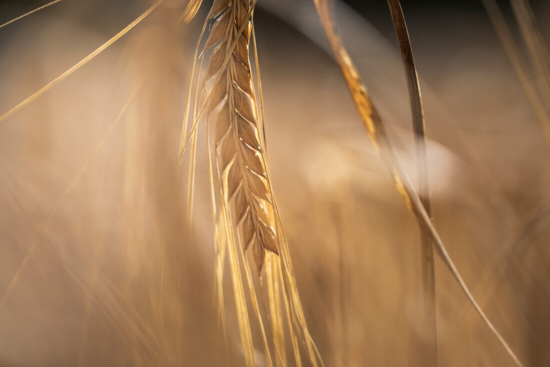 Close-up of barley stem