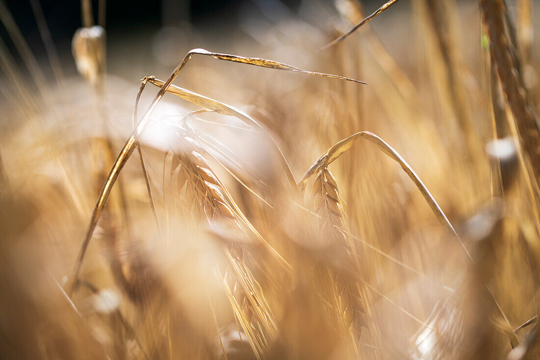 Barley field