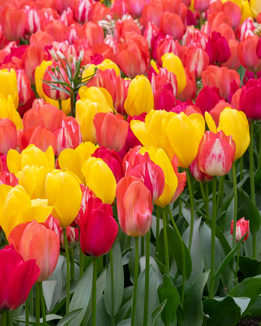 Tulipa Spryng mix