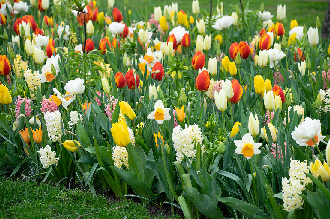 Gemischte Frühlingsblumen