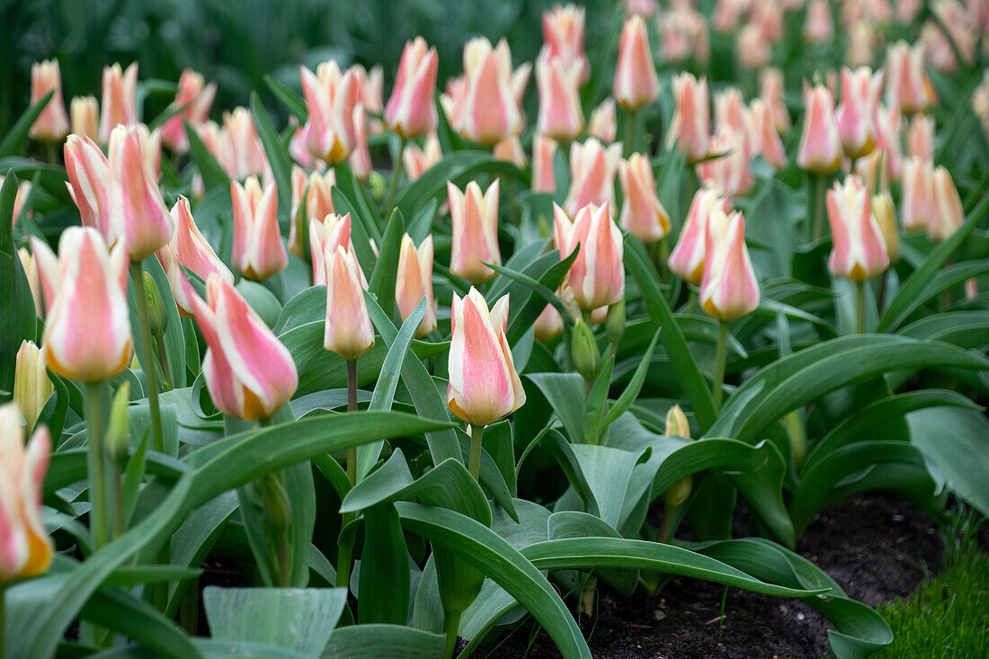 Tulipa Quebec