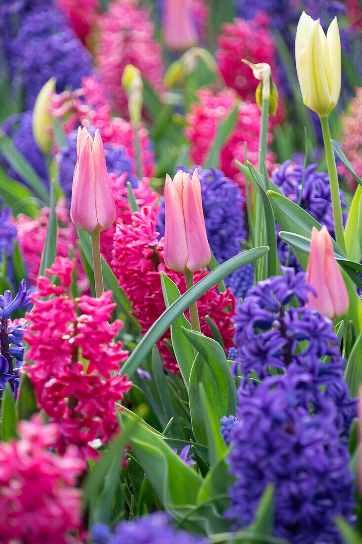 Tulipa Neper in spring border