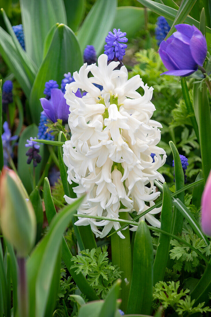 Hyacinthus Top White