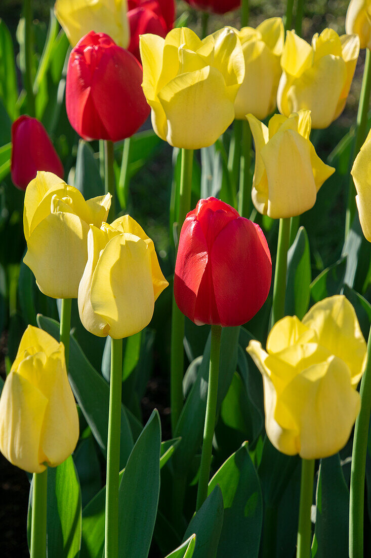 Tulipa Cherry Delight, World Friendship