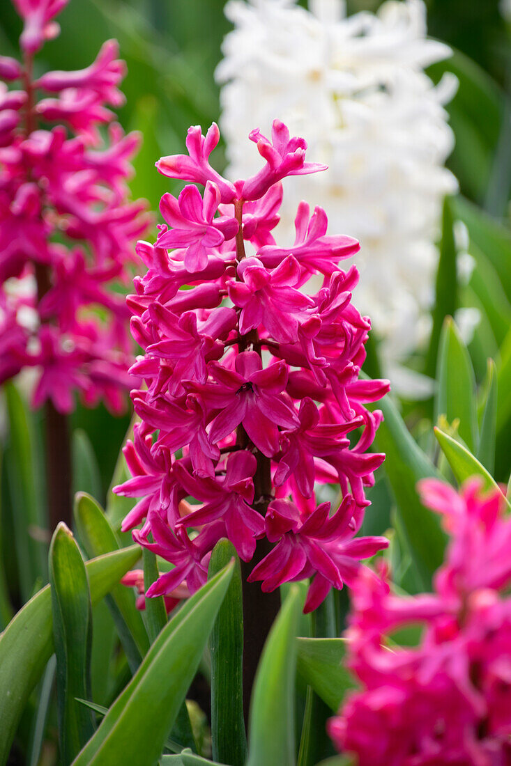 Hyacinthus Jan Bos