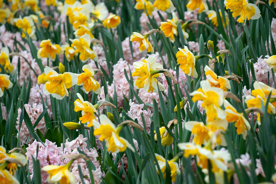 Hyacinthus China Pink, Narcissus Orangery