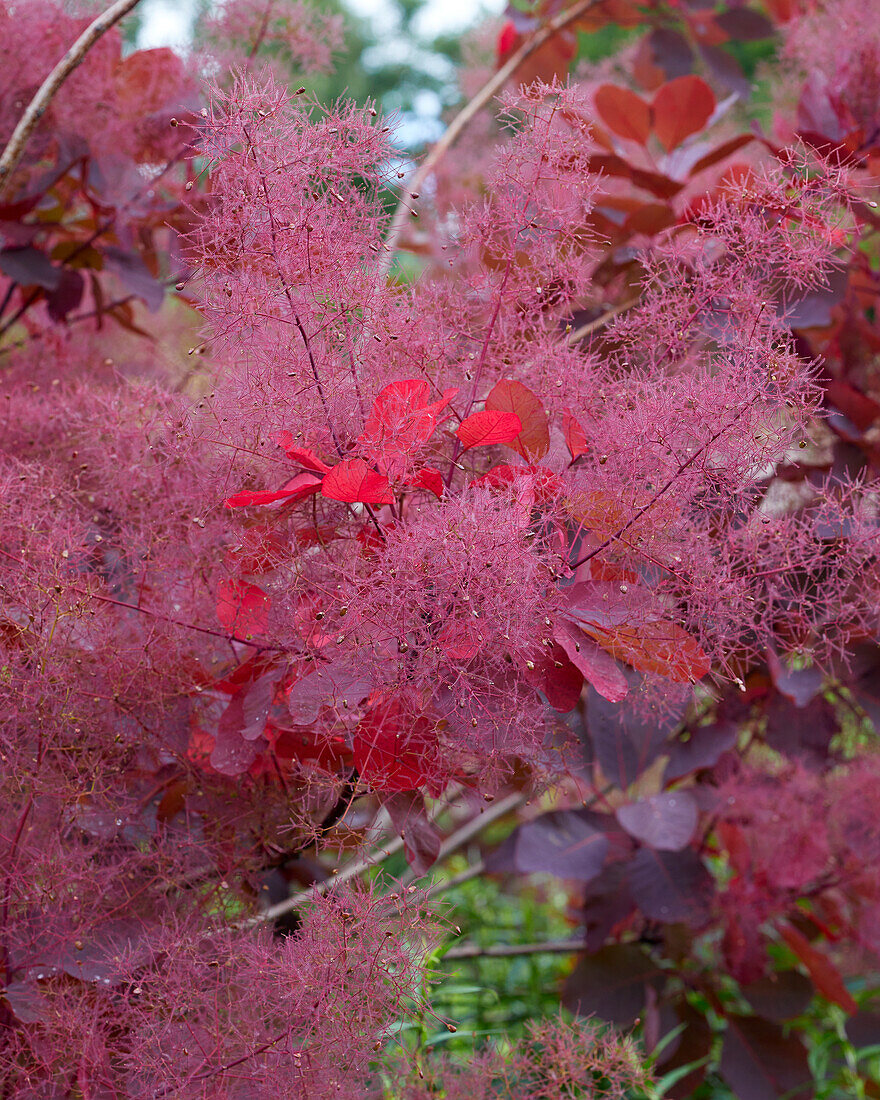 Cotinus coggygria