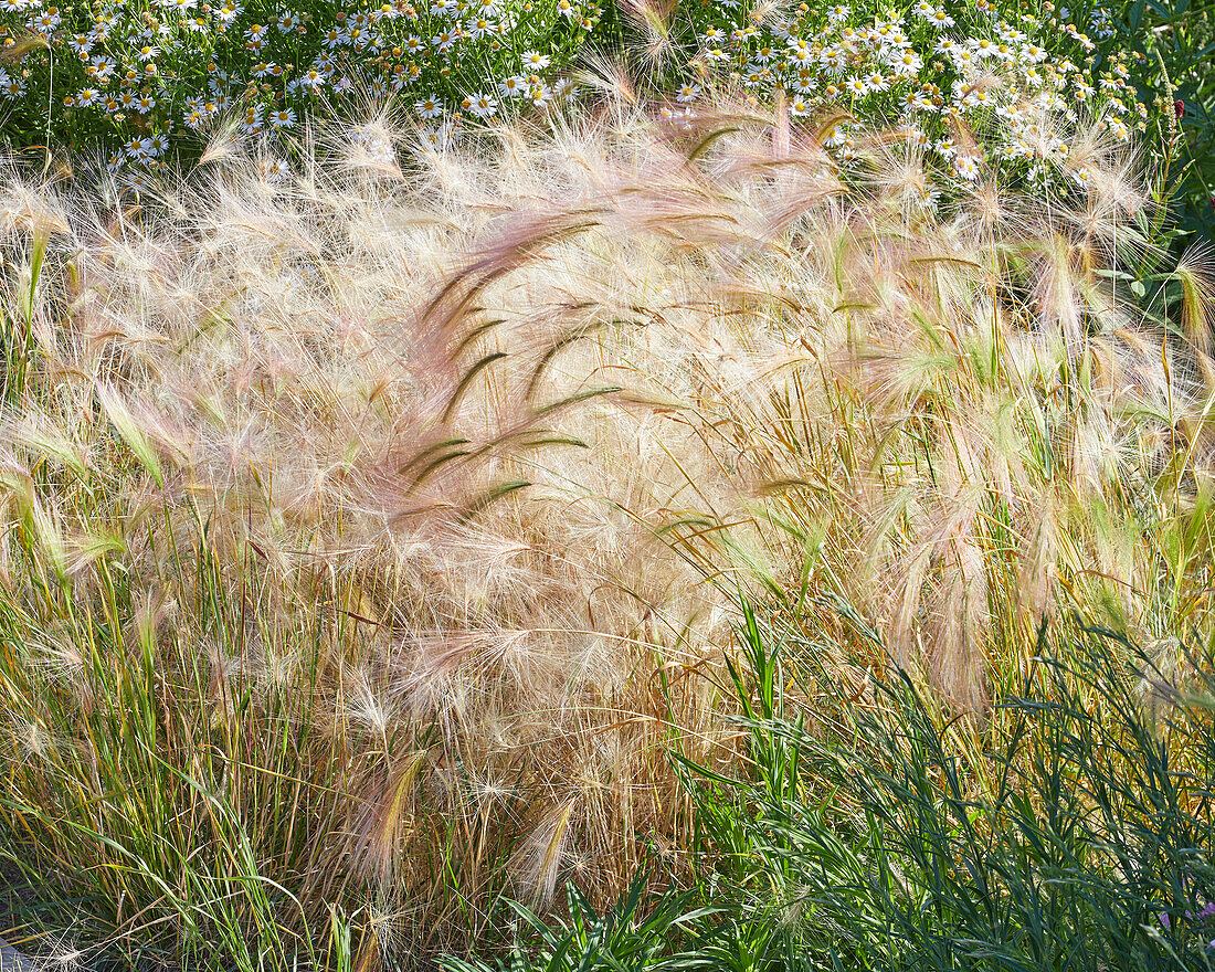 Mähnen-Gerste (Hordeum jubatum)