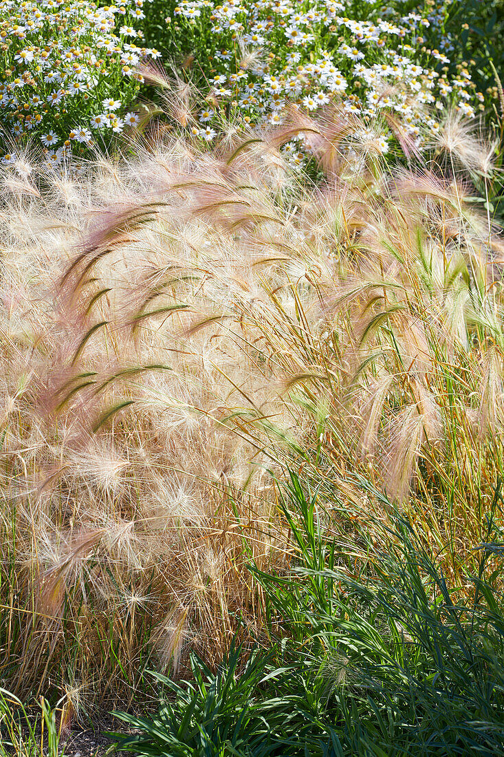 Mähnen-Gerste (Hordeum jubatum)