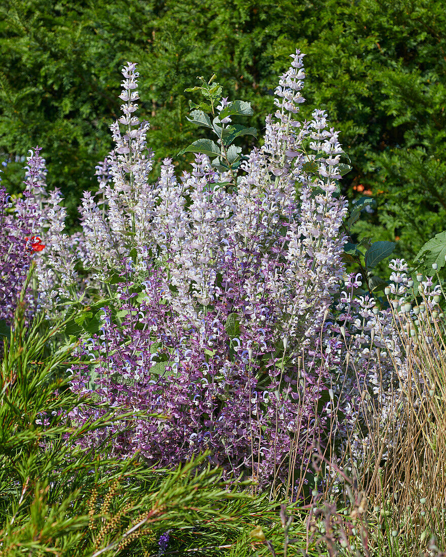 Salvia sclarea