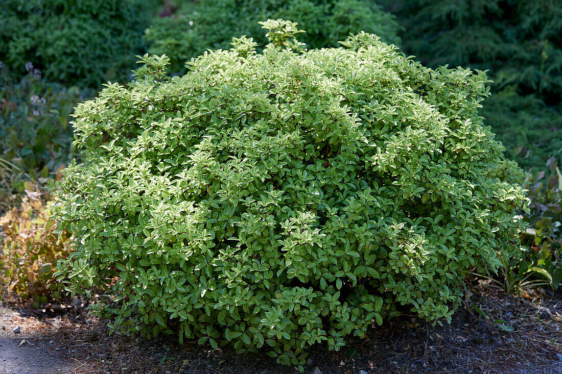 Pittosporum