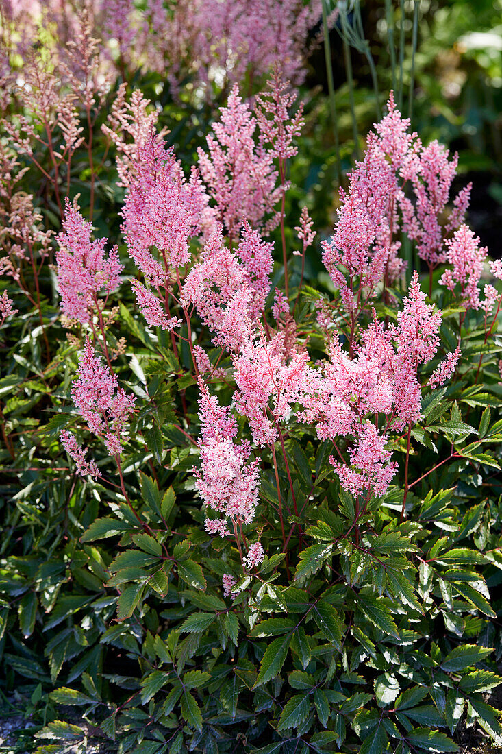 Astilbe