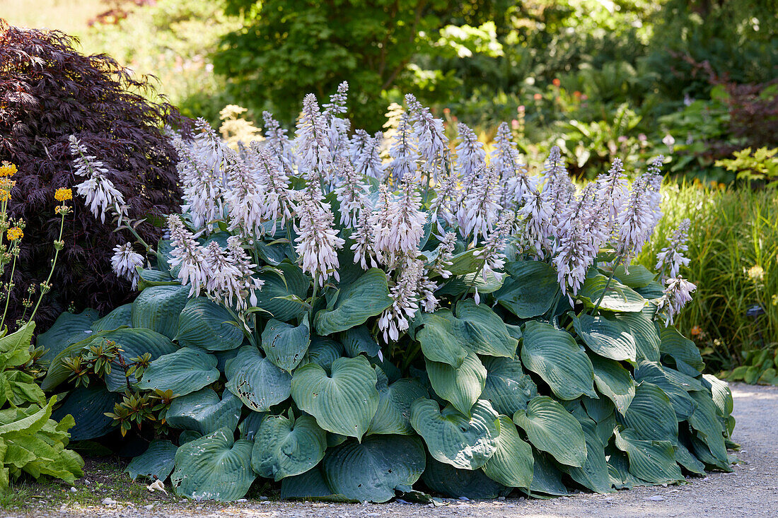 Hosta