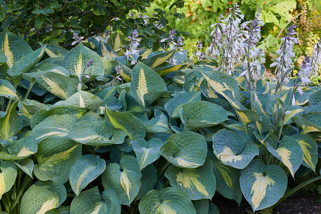 Hosta Forbidden Fruit