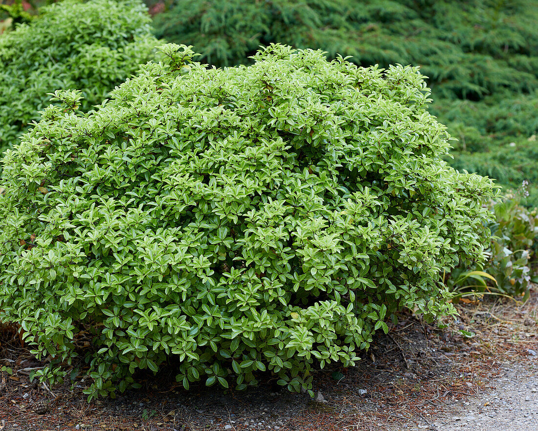 Pittosporum