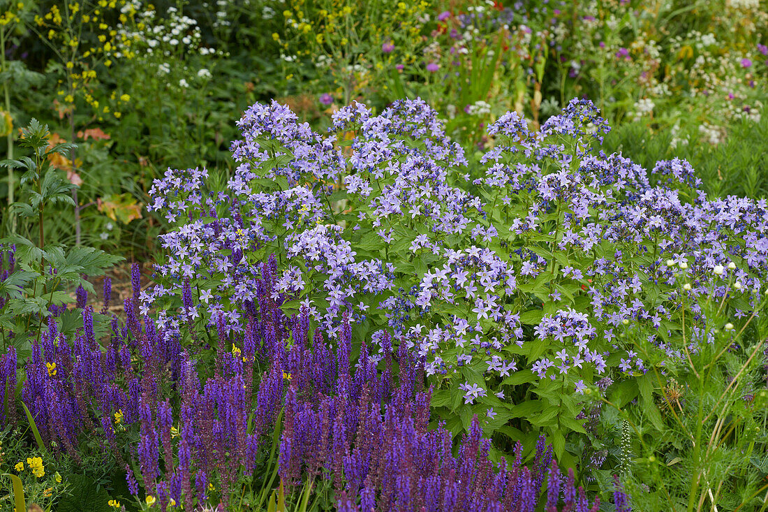 Campanula, Salvia