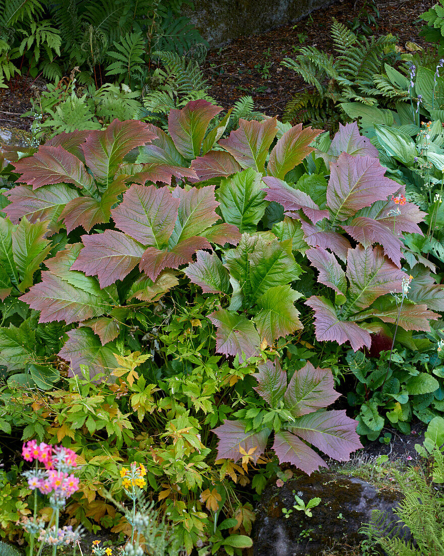 Rodgersia podophylla