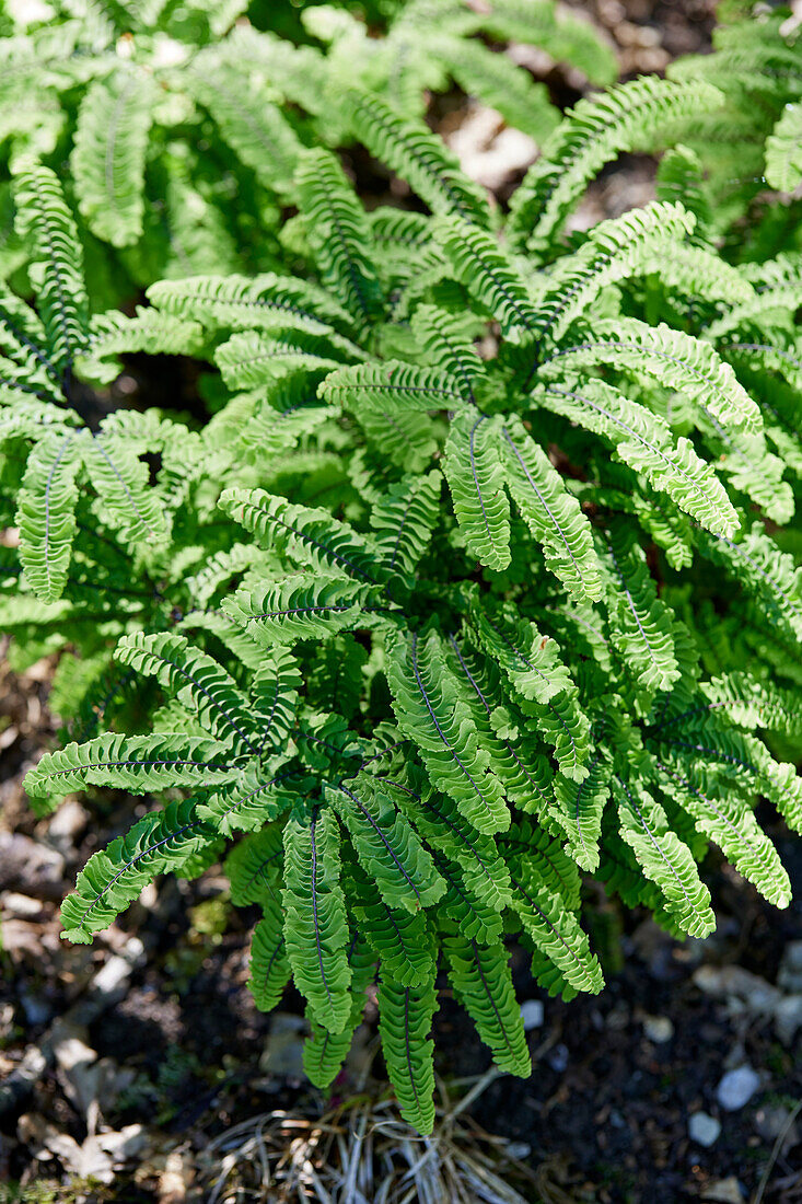 Adiantum aleuticum subpumilum