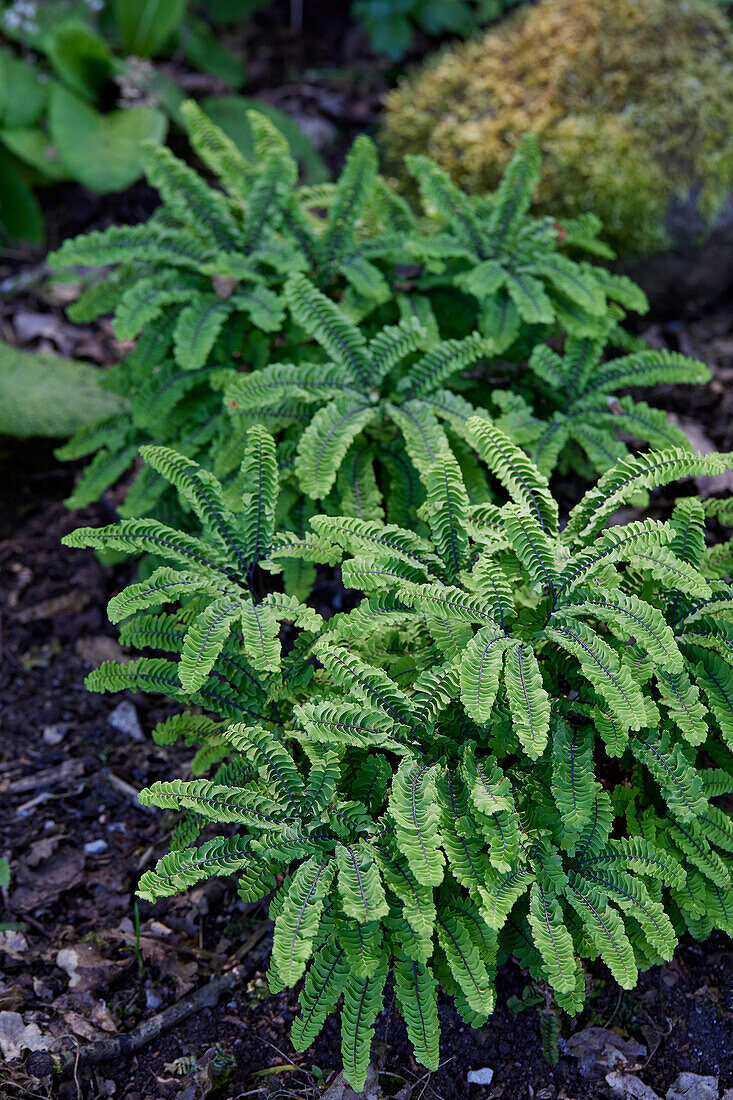 Adiantum aleuticum subpumilum