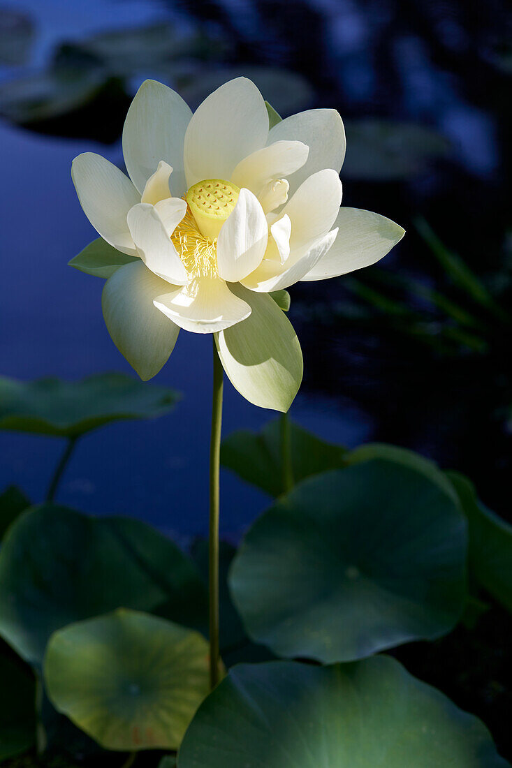 Indische Lotusblume (Nelumbo nucifera) 'Perry's Giant Sunburst'