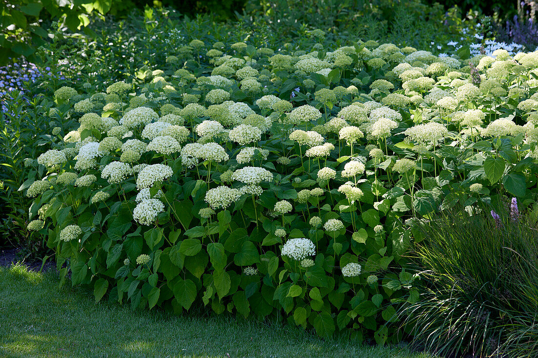 Hydrangea arborescens