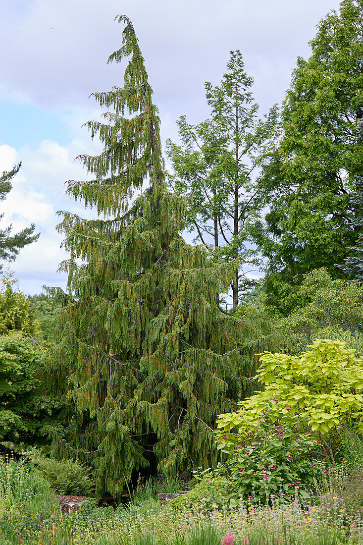 Nootka-Scheinzypresse (Xanthocyparis nootkatensis) 'Pendula'