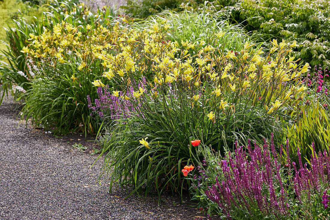 Hemerocallis