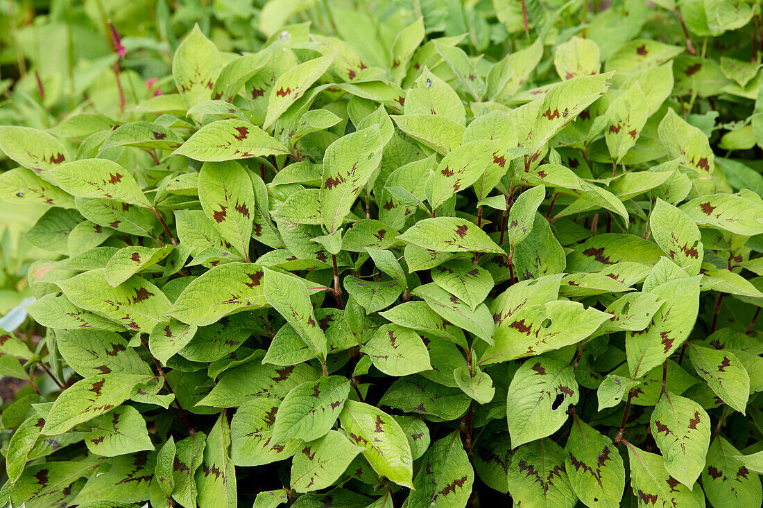 Persicaria virginiana