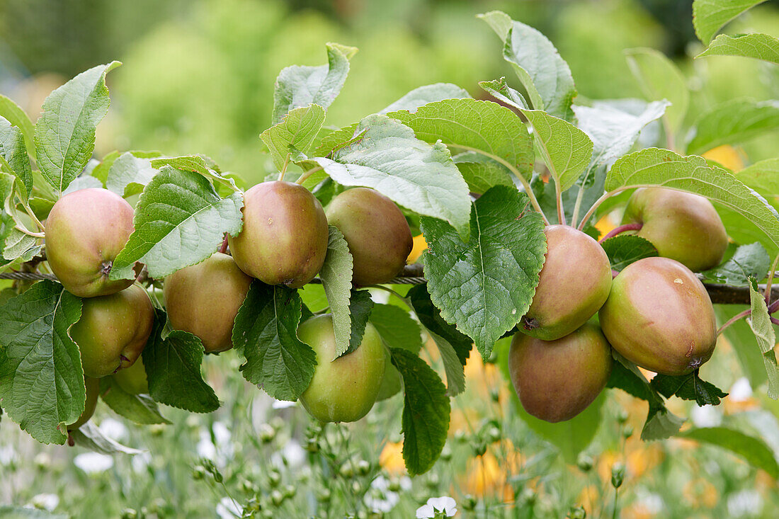 Malus domestica Saturn