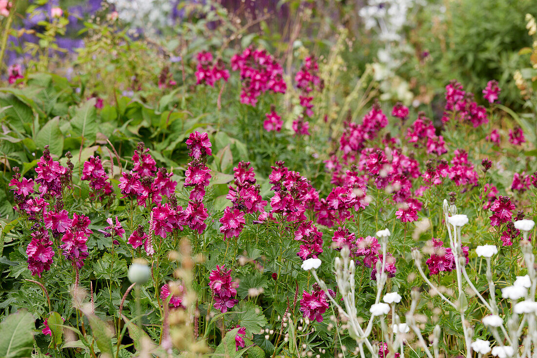 Präriemalven (Sidalcea)