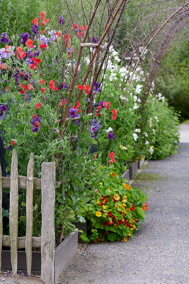 Lathyrus odoratus