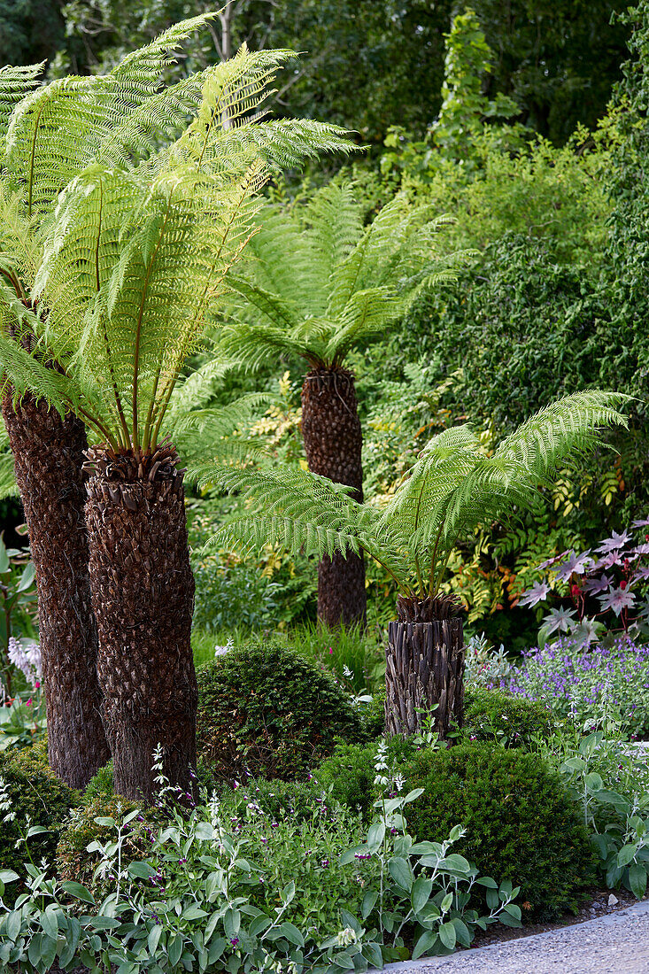 Dicksonia antarctica