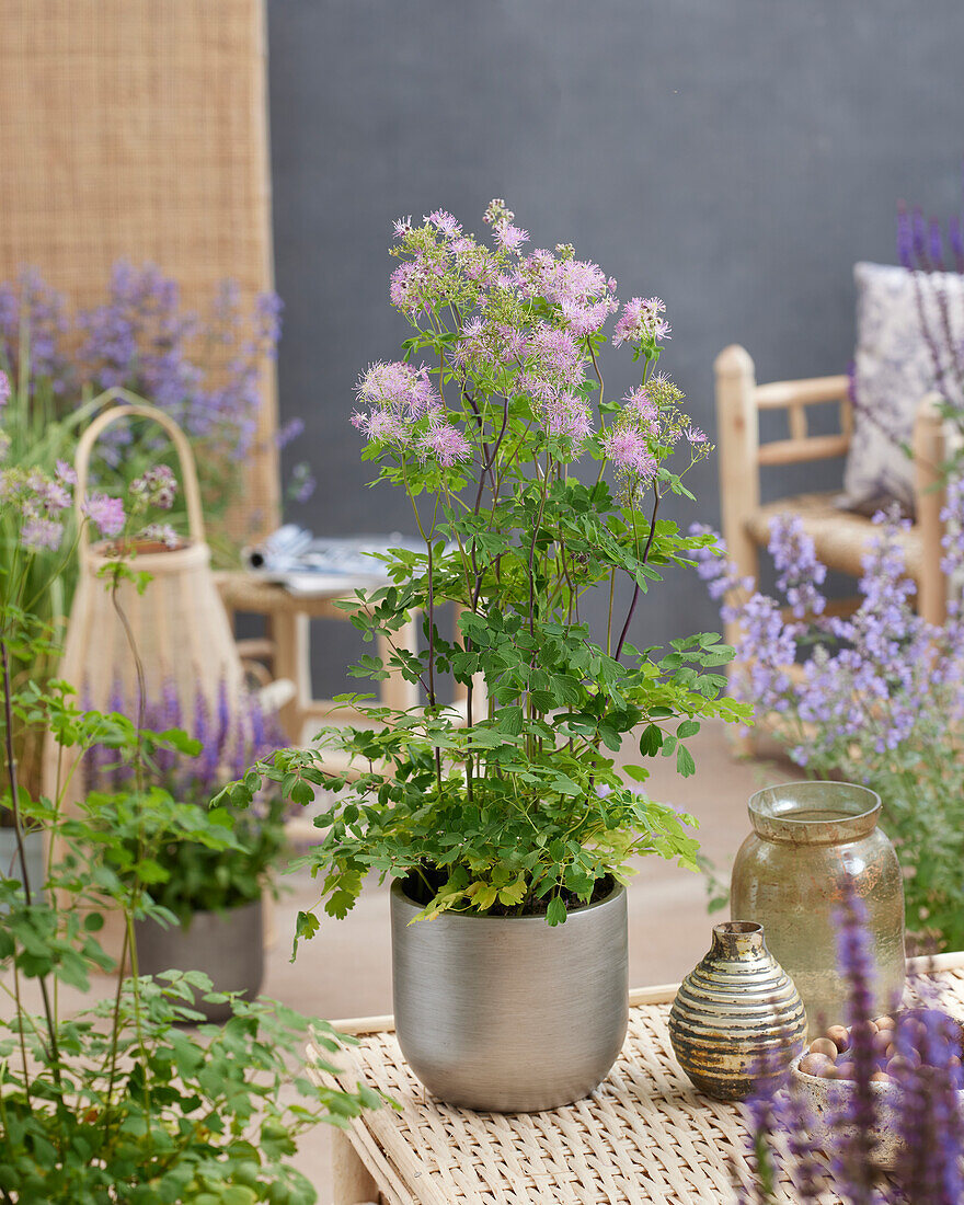 Thalictrum Little Pinkie