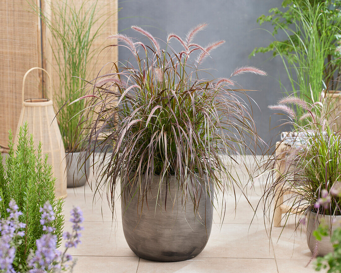 Rotes Lampenputzergras (Pennisetum advena) 'Rubrum'