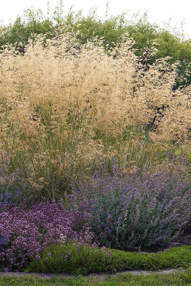 Stipa gigantea