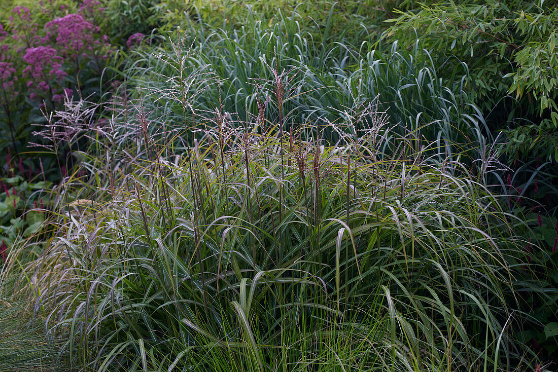 Miscanthus sinensis Samurai