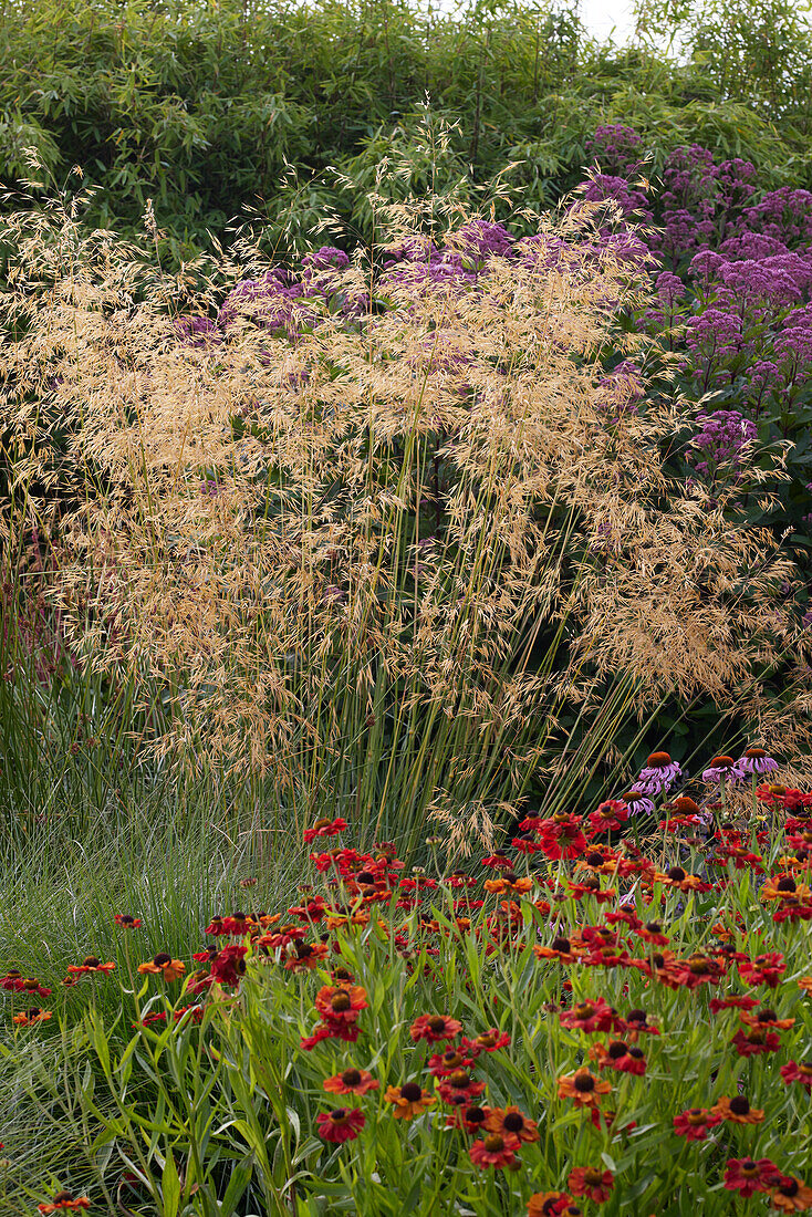 Stipa gigantea