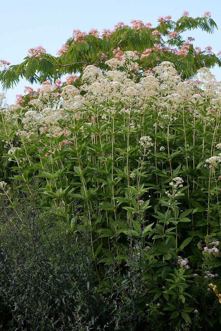 Eupatorium fistulosum Bartered Bride