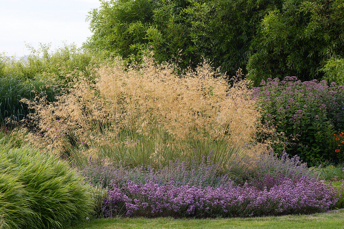 Stipa gigantea