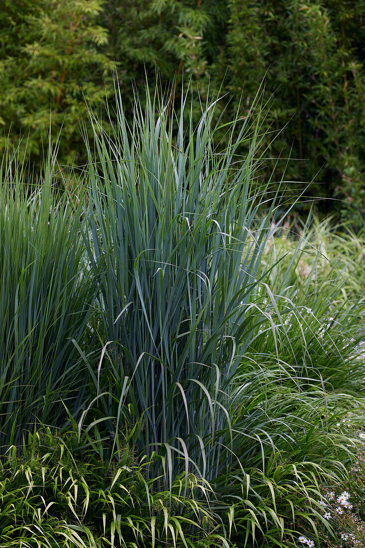 Panicum virgatum Northwind