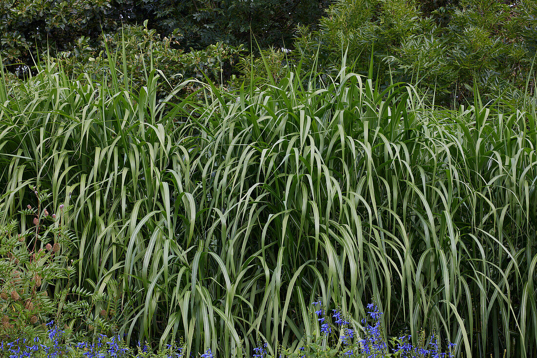 Riesenchinaschilf (Miscanthus x giganteus)