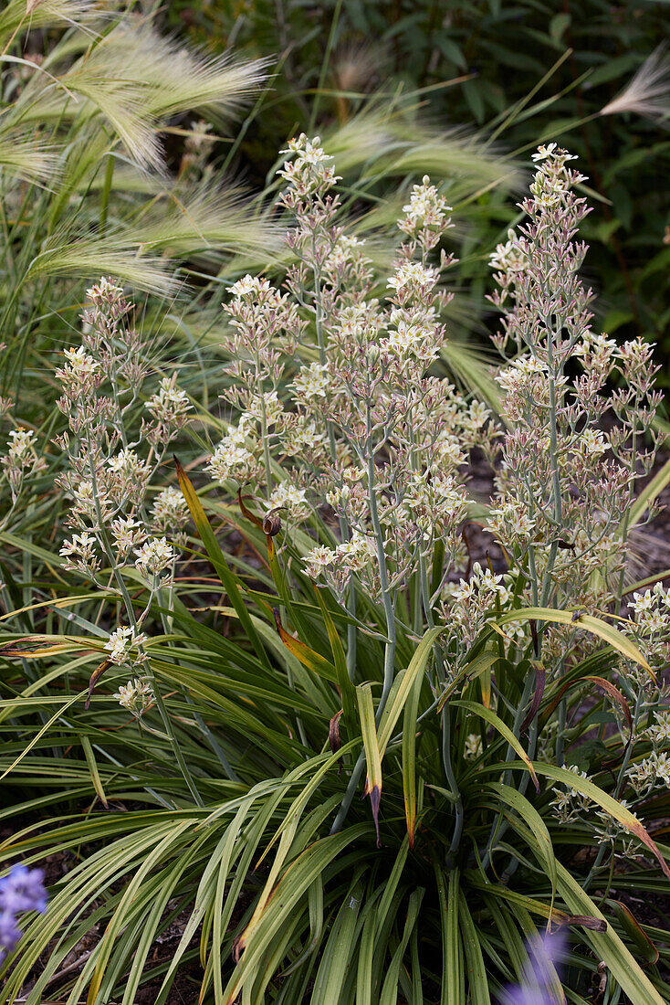 Zierliche Jochlilie (Anticlea elegans subsp. Glaukus)