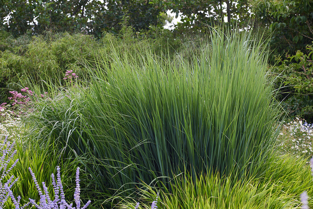 Rutenhirse (Panicum virgatum) 'Northwind'