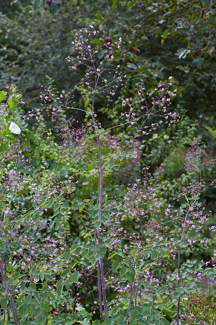 Prächtige Wiesenraute (Thalictrum rochebrunianum)