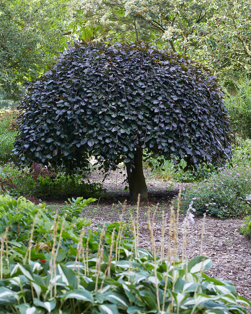 Fagus sylvatica