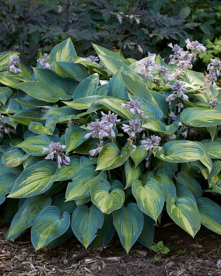 Hosta June